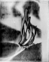 Beauty distorts — 073A1073