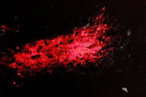 the universe of the brain — 写真 3