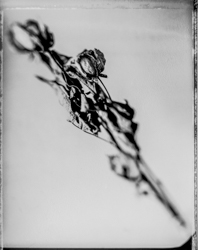 Beauty Distorts, work 073A1037