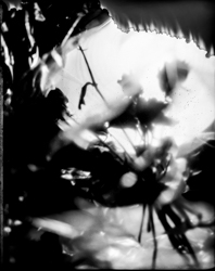 Beauty Distorts, work 073A1044