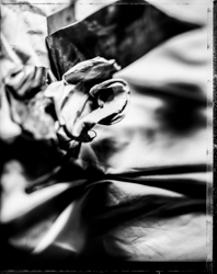 Beauty Distorts, work 073A1046