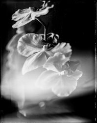 Beauty Distorts, work 073A1048