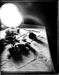 Beauty Distorts, work 073A1074