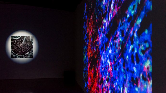 the universe of the brain — 写真 3